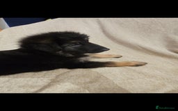 German Shepherd dogs for sale: German sheperd puppies - Image 12