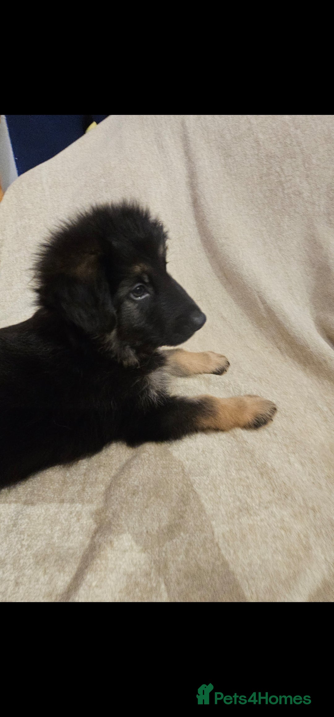 German Shepherd dogs for sale: German sheperd puppies - Image 12