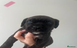 Cane Corso dogs for sale: Yuki X Aries Russian Champ Bloodline Puppies - Image 20