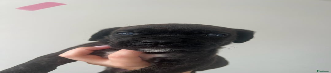 Cane Corso Puppy Pink