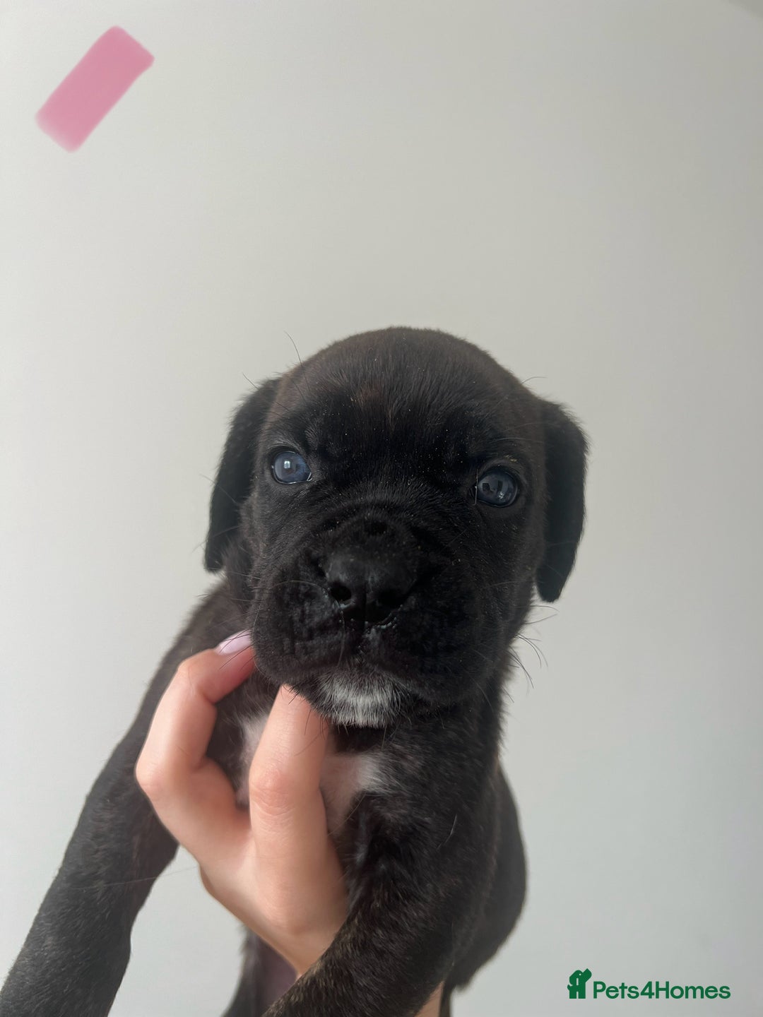 Cane Corso dogs for sale: Yuki X Aries Russian Champ Bloodline Puppies - Image 20
