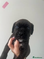 Cane Corso Puppy Pink