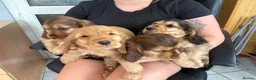 Cocker Spaniel dogs for sale: Sable cocker spaniel puppies ready to leave - Advert 4