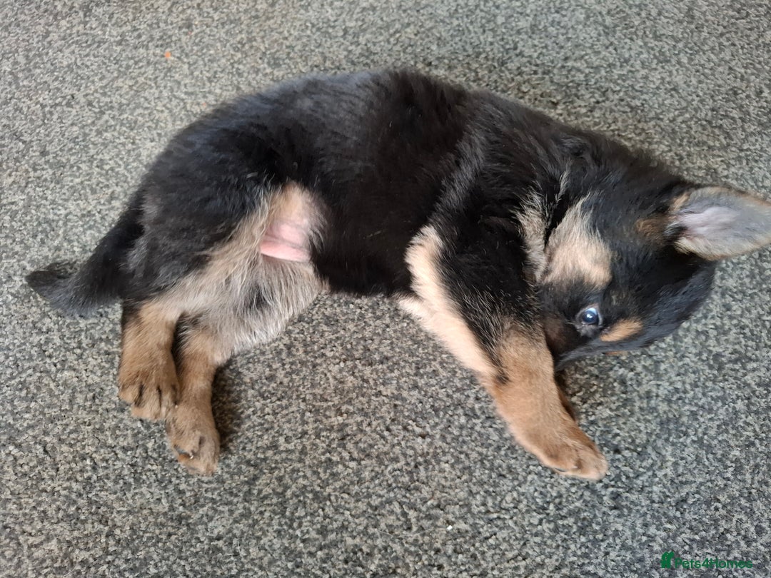 German Shepherd dogs for sale: Beautiful German shepherd puppies  - Advert 7