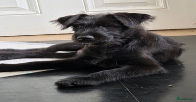 Mixed Breed dogs - Advert 7