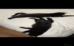 Bombay cats for sale: Beautiful black Bombay siblings  - Image 3