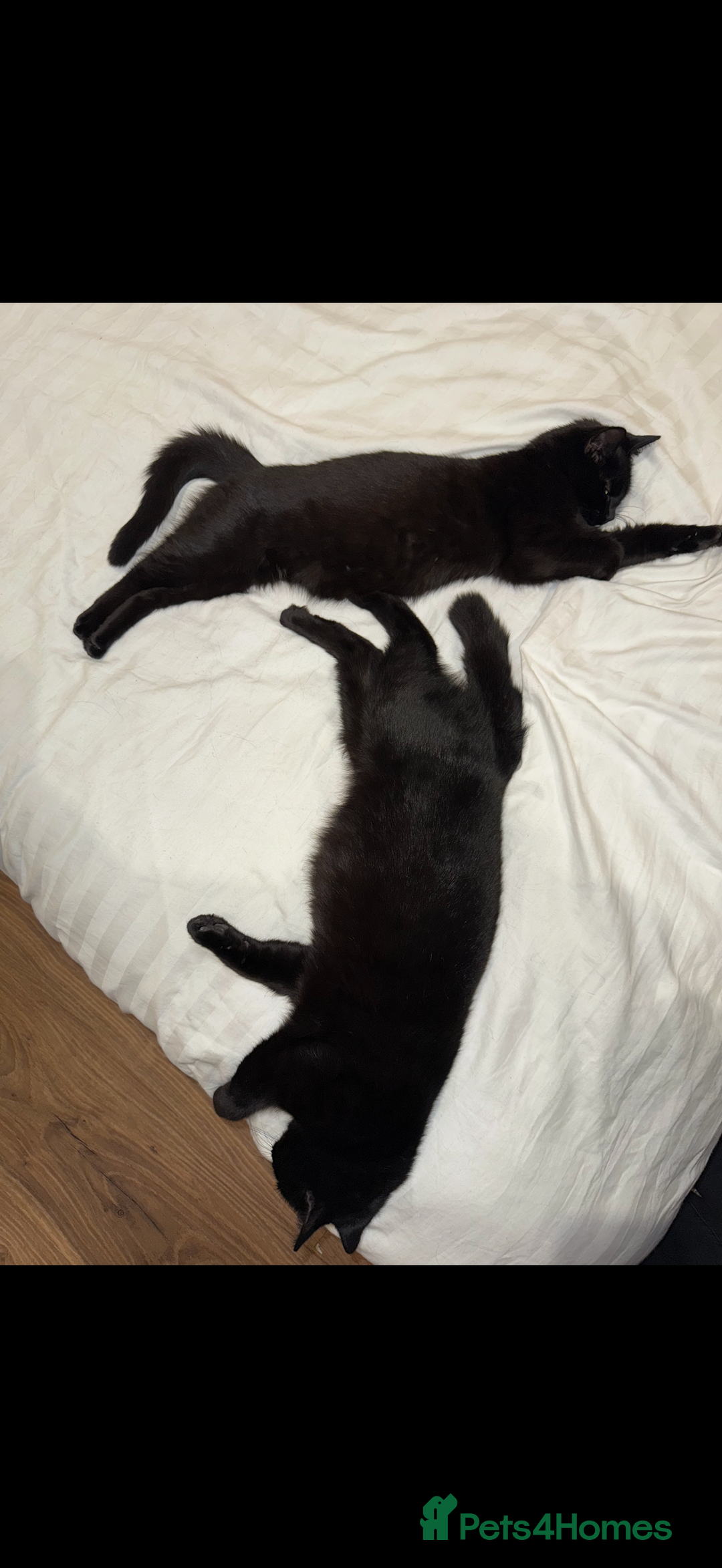 Bombay cats for sale: Beautiful black Bombay siblings  - Image 3