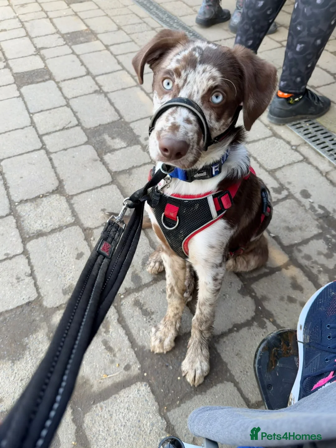 Borador dogs for sale: 5 month Borador  - Advert 2