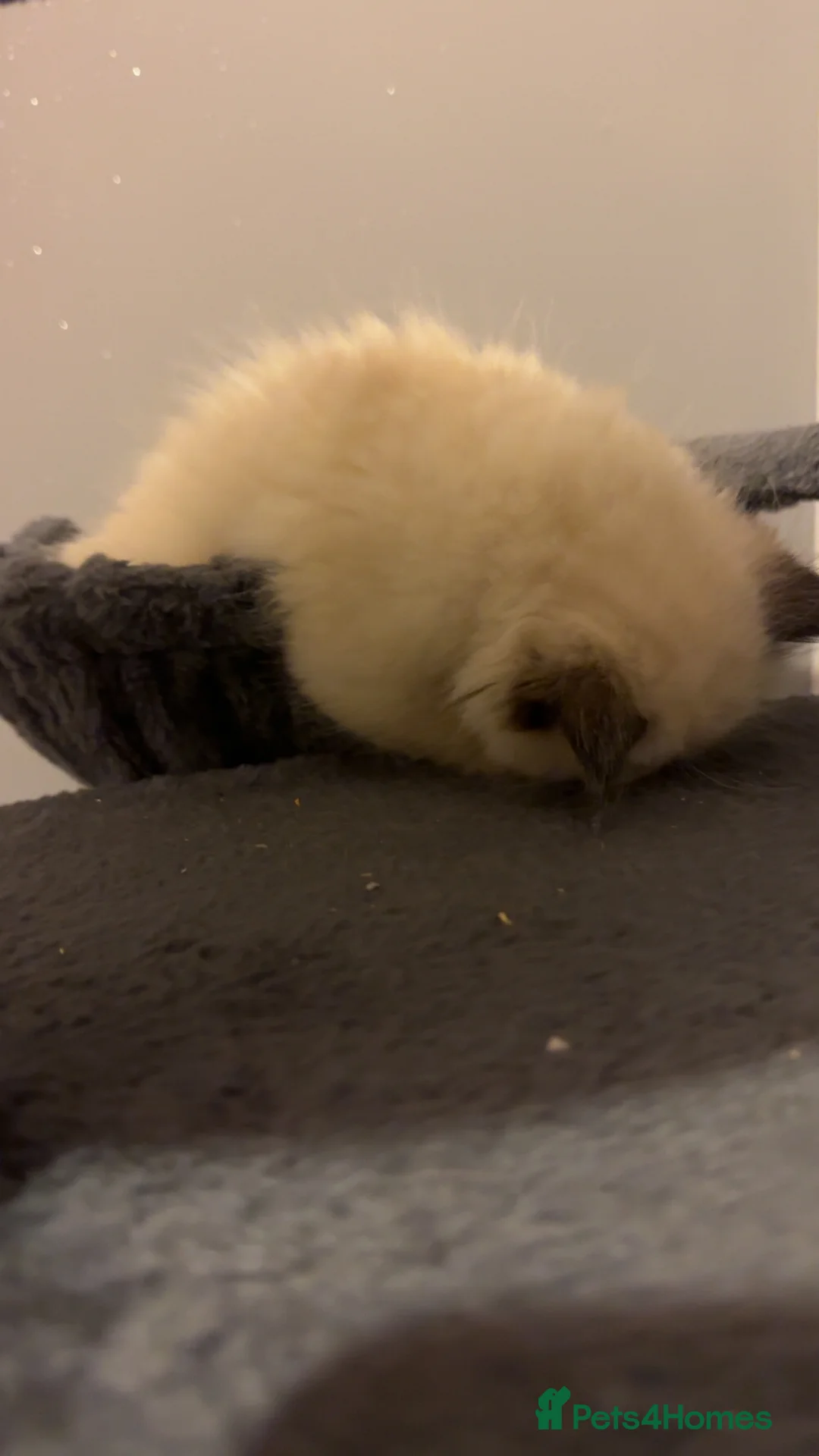 Ragdoll cats for sale: Adorable Pure Breed Ragdoll Kittens ❤️ - Advert 16