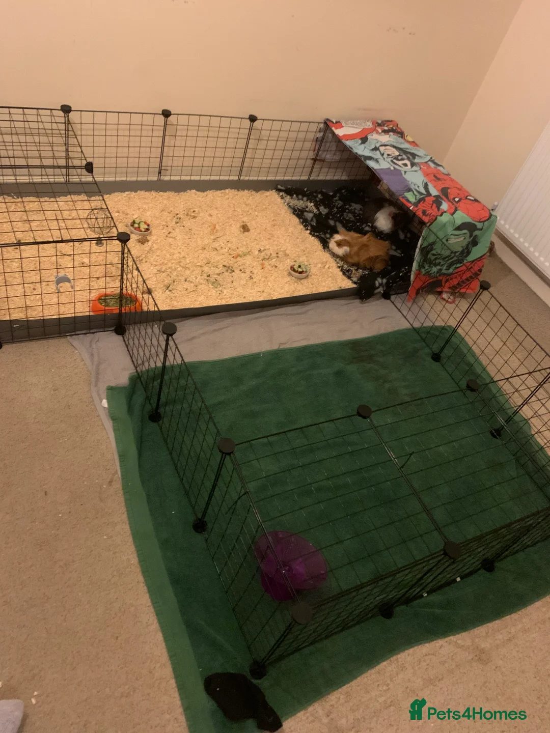 Guinea Pig rodents for sale: Pair of male Guinea pigs  in Sherborne - Advert 5