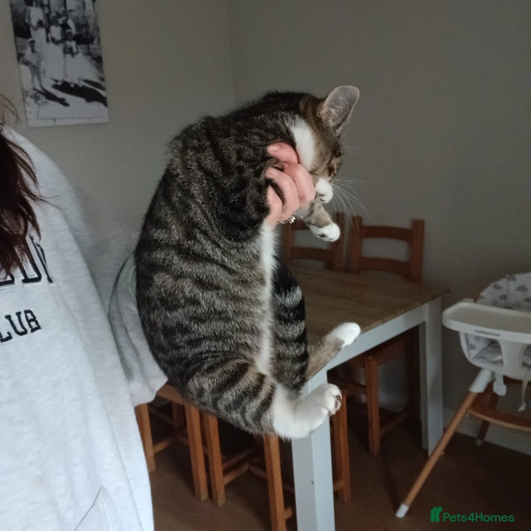 Mixed Breed cats for sale: Female kitten - Advert 2