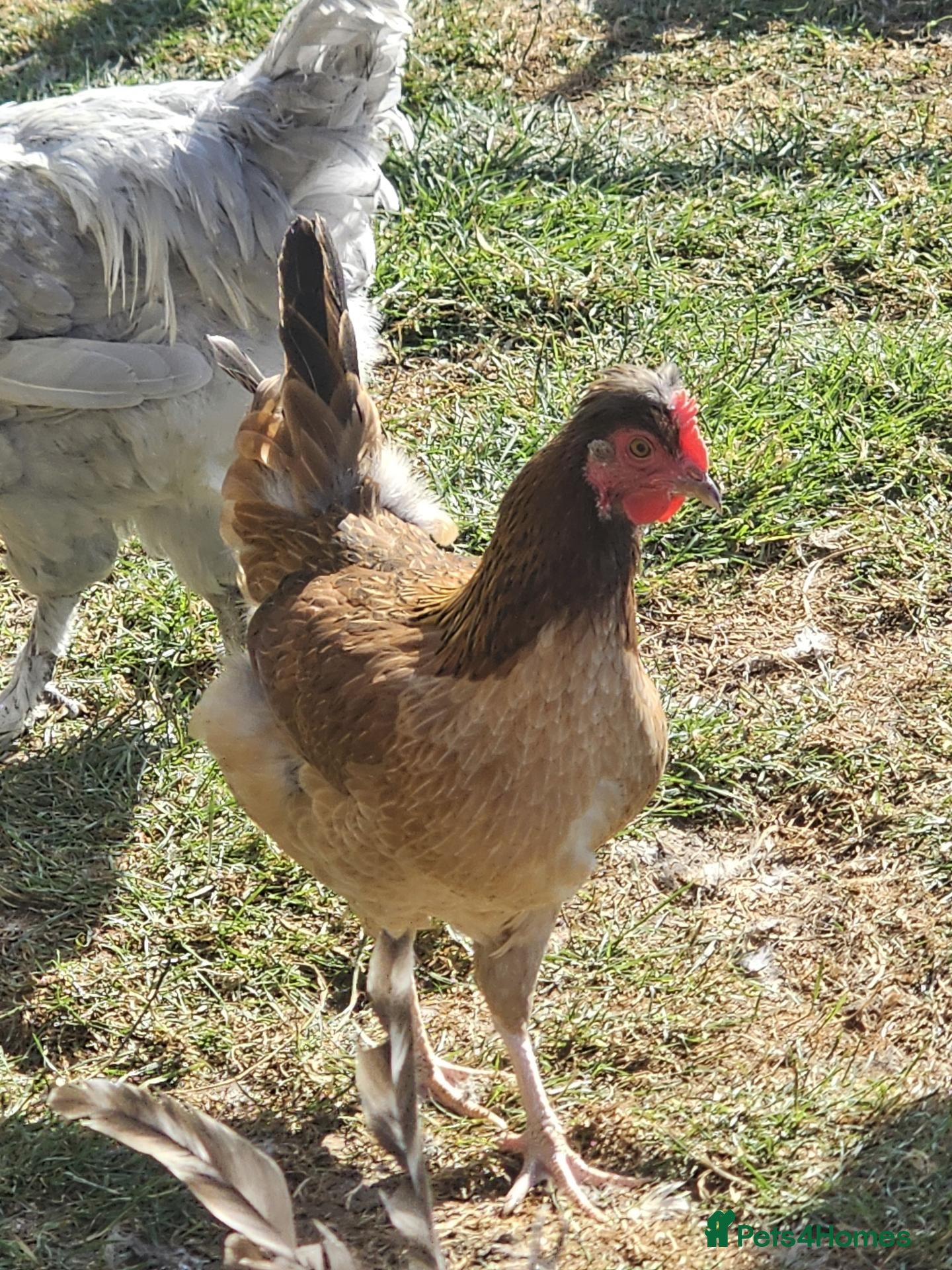 Chickens poultry POL Olive eggers, Lavender marans other large fowl - Advert 2