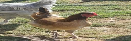 Chickens poultry for sale: POL Olive eggers, Lavender marans other large fowl - Advert 2