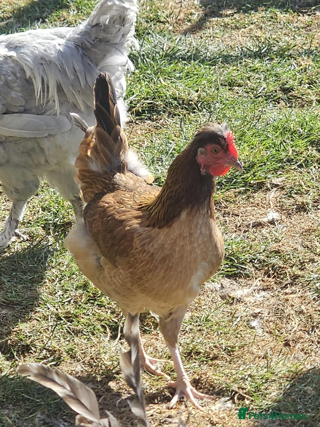 Chickens poultry for sale: POL Olive eggers, Lavender marans other large fowl - Advert 2