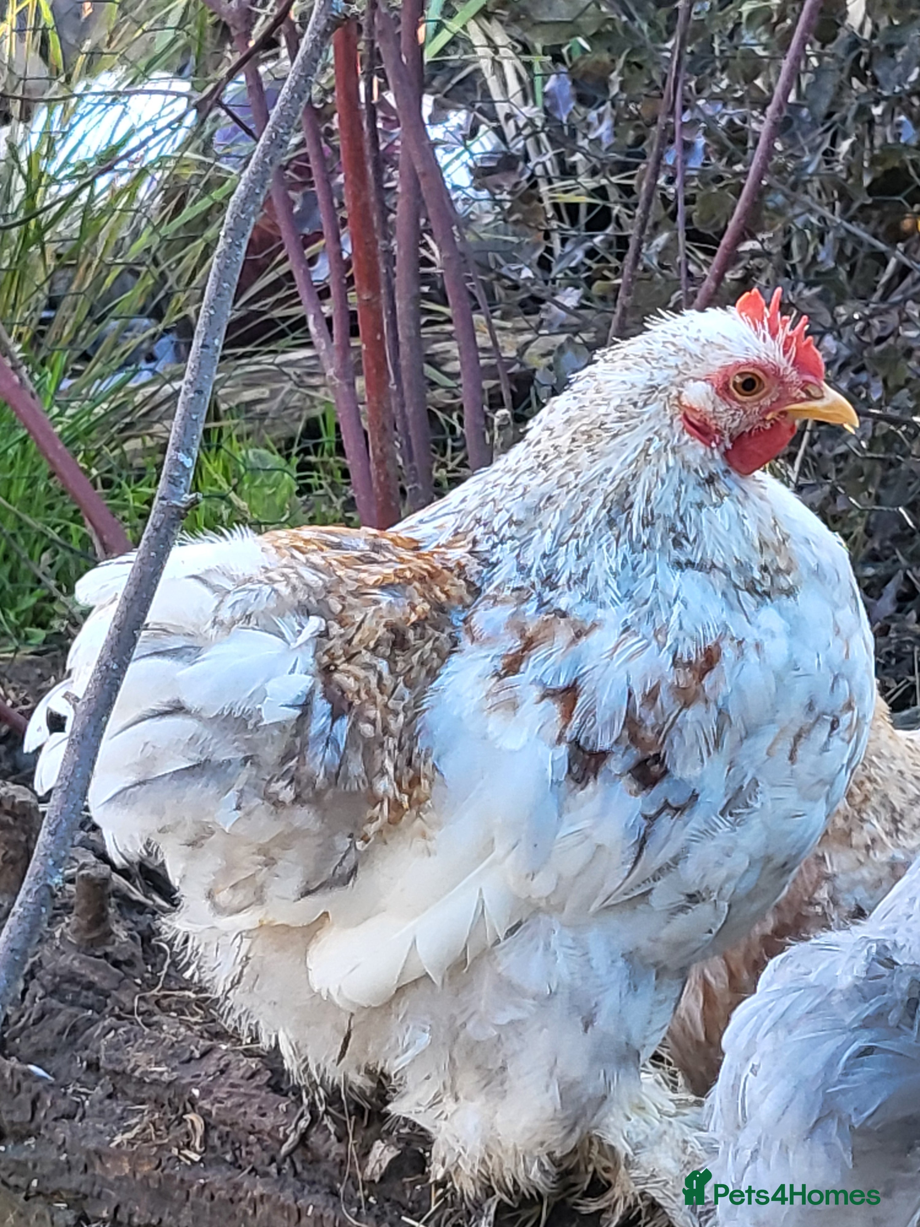 Chickens poultry peeking bantam cockerel in ELY - Advert 2
