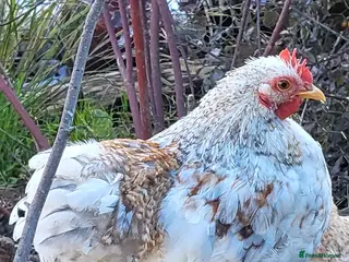Chickens poultry peeking bantam cockerel in ELY - Advert 1