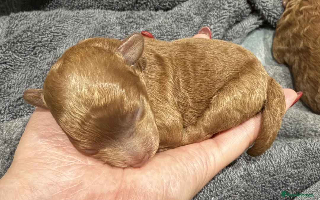 Toy Poodle dogs for sale: 🐾 Small Red Toy Poodle Puppies 🐾 - Advert 7