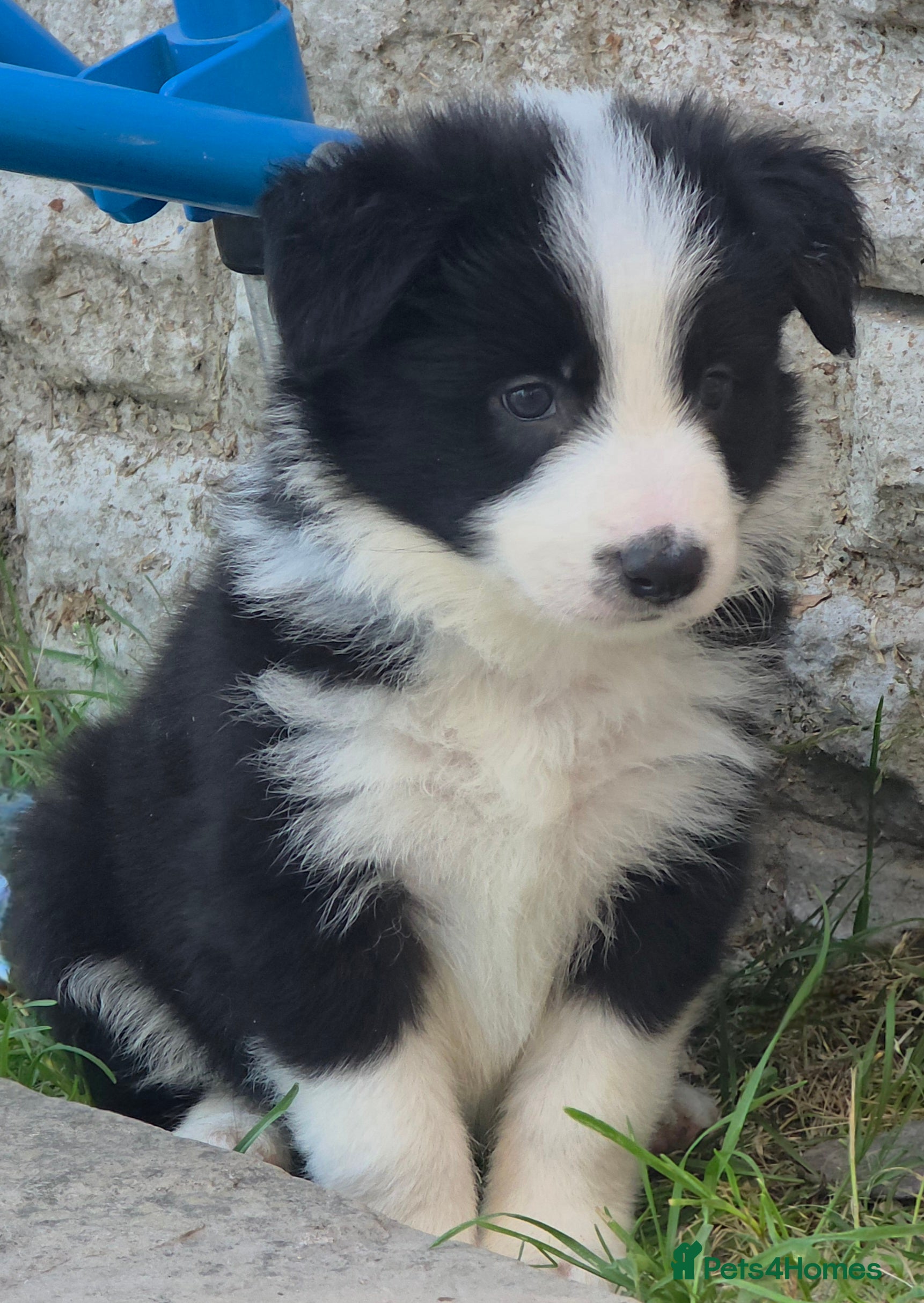 Border Collie dogs SNIPE - Advert 1