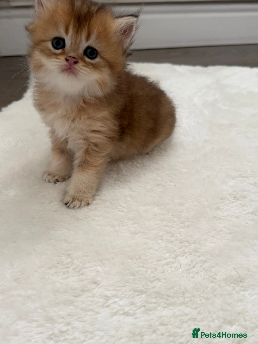 Scottish Fold cats for sale: Lovely Scottish/straight kittens - Advert 2