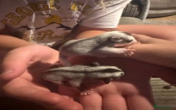 Sugar Glider rodents for sale: Pair of Male Sugar Glider Babies - Image 8