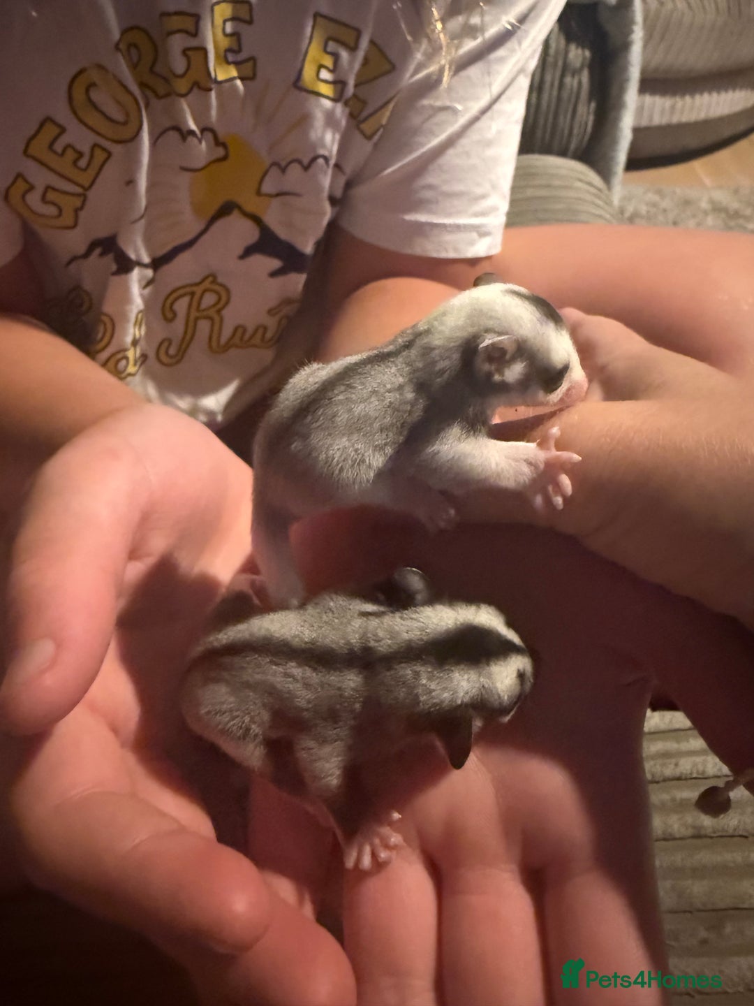 Sugar Glider rodents for sale: Pair of Male Sugar Glider Babies - Image 8