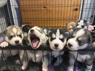 Siberian Husky dogs Ten Stunning Siberian Huskies 🐾 - Advert 5