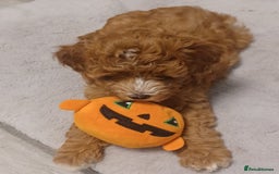 Cockapoo dogs for sale: 5 🌟 fox red cockapoo babies  ready  🏠 now 🐶 - Image 6