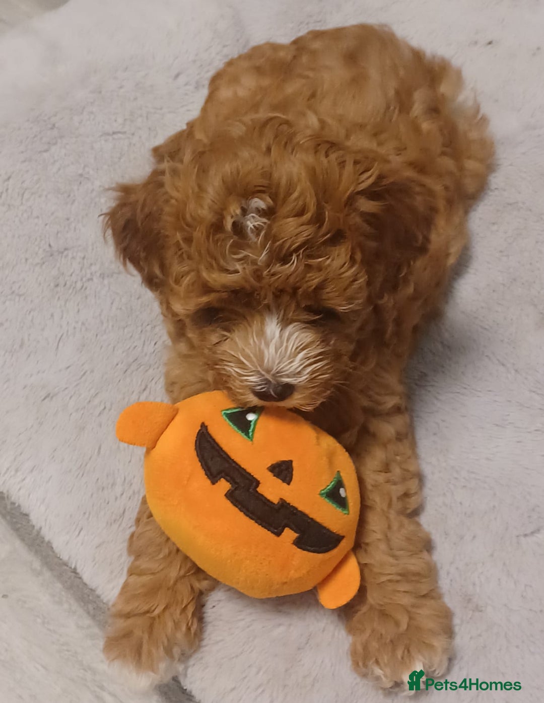 Cockapoo dogs for sale: 5 🌟 fox red cockapoo babies  ready  🏠 now 🐶 - Image 6