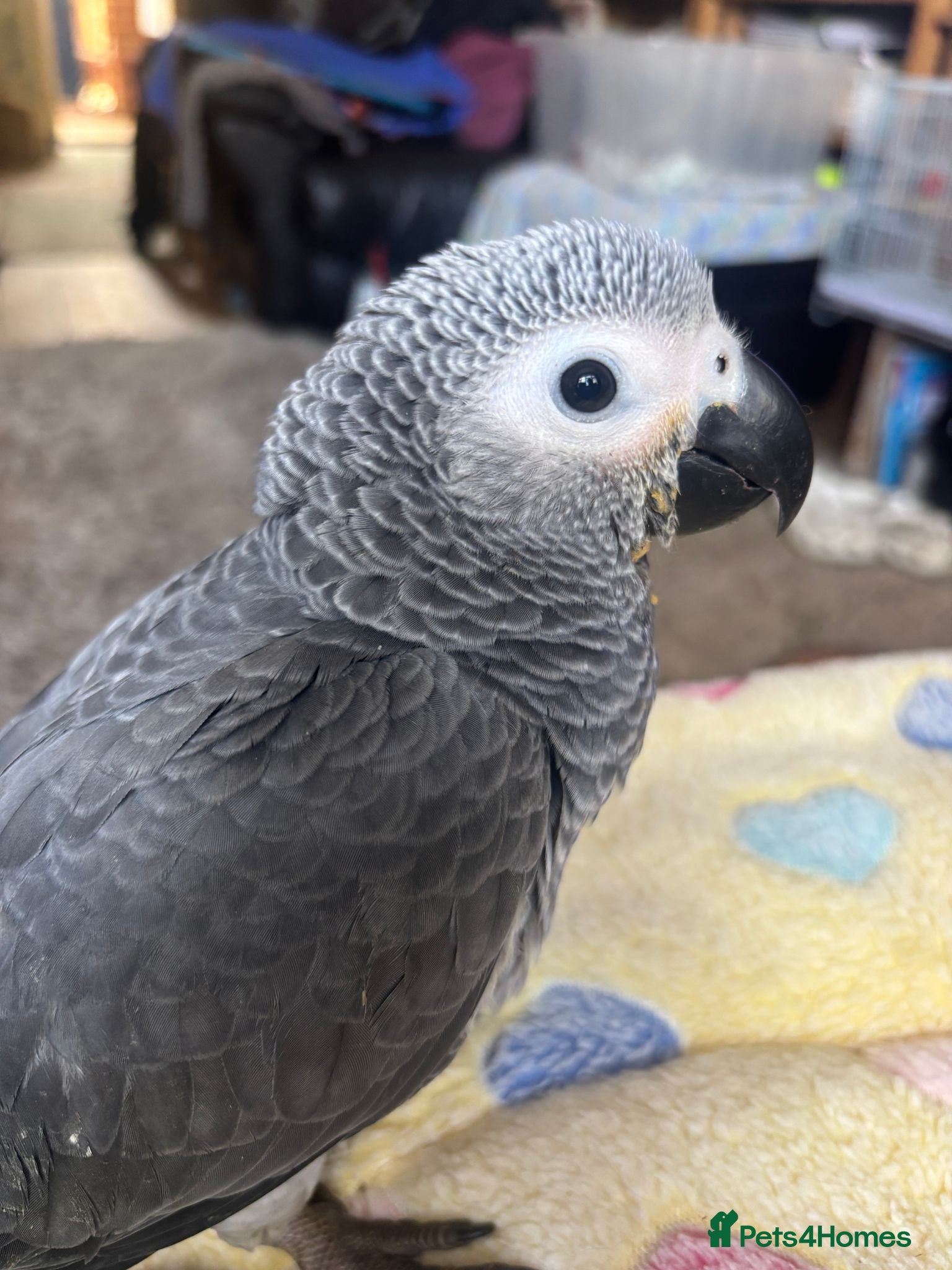 Parrots birds baby african grey 1 left - Advert 2