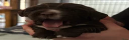 Cocker Spaniel dogs for sale: Cocker Spaniels puppies READY NOW - Advert 40