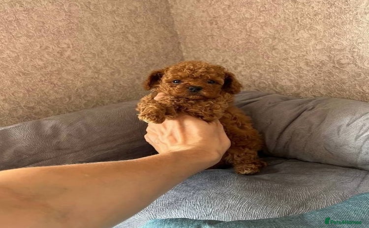 Toy Poodle dogs - Advert 1