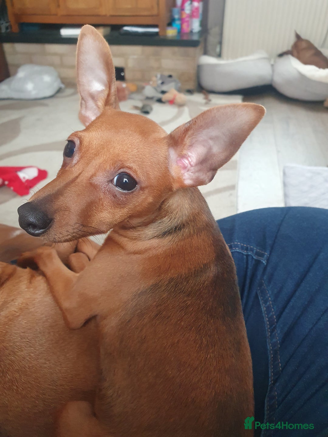 Miniature Pinscher dogs for sale: Miniature pinscher stag red boy  - Advert 4