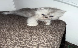 Persian cats for sale: Persian Grey kitten male and female - Image 19