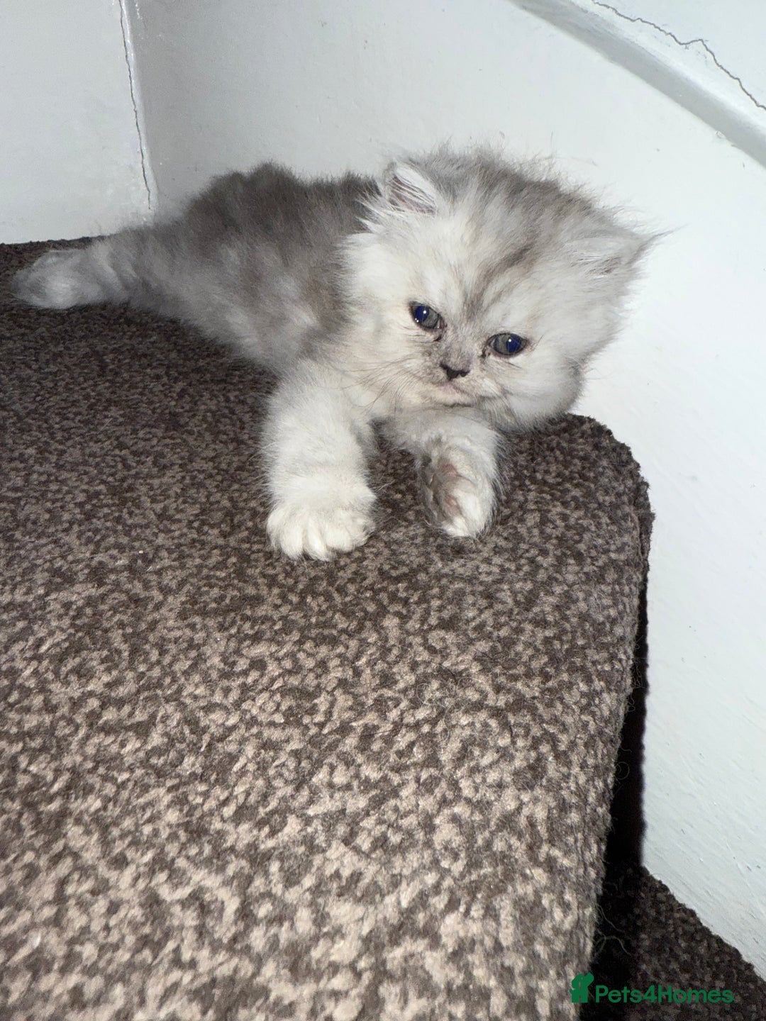 Persian cats for sale: Persian Grey kitten male and female - Image 19