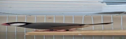 Finches birds for sale: 2 x male java finch - Advert 2