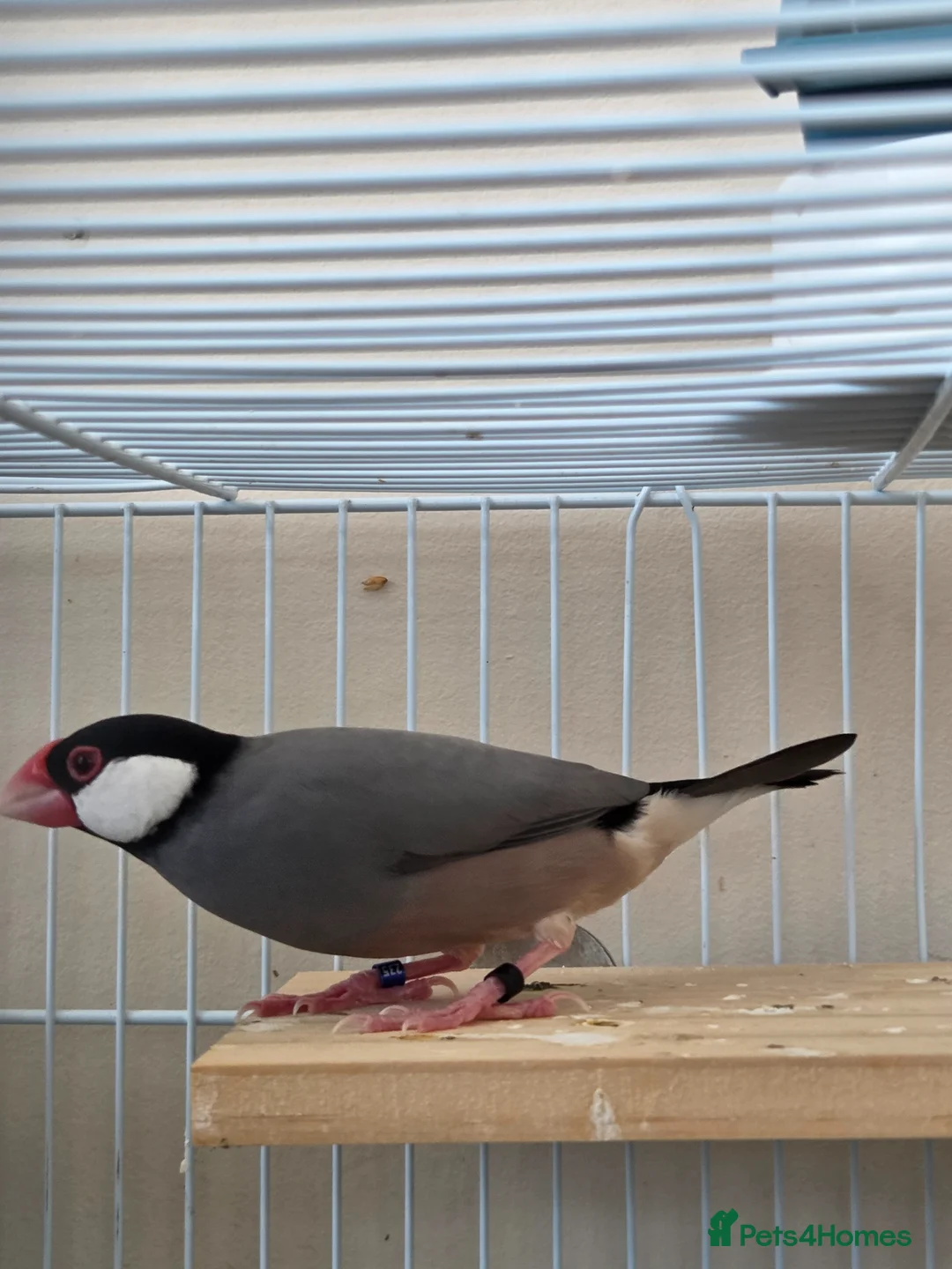 Finches birds for sale: 2 x male java finch - Advert 2
