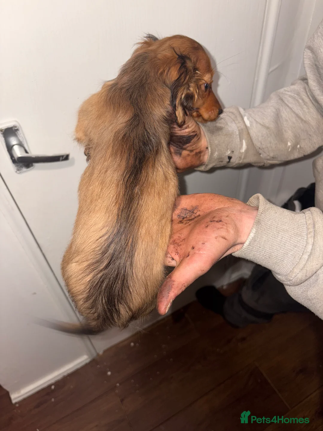 Dachshund dogs for sale: 2 dachshund left  - Advert 3