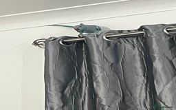 Ringnecks birds for sale: 8 months blue Indian ringneck  - Image 4