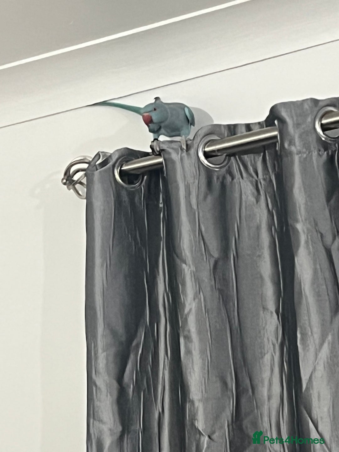 Ringnecks birds for sale: 8 months blue Indian ringneck  - Image 4