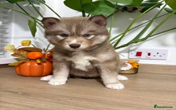 Siberian Husky dogs for sale: Last Female Siberian Husky Puppies - Advert 5