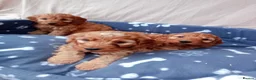 Cockapoo dogs for sale: Stunning red cockapoo/cavapoo puppies  in Coventry - Advert 3