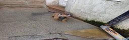Belgian Shepherd Dog dogs for sale: Quality Malinois pups only 2 of the females left  - Advert 7