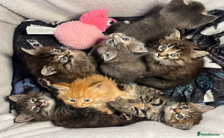 Maine Coon cats - Advert 1