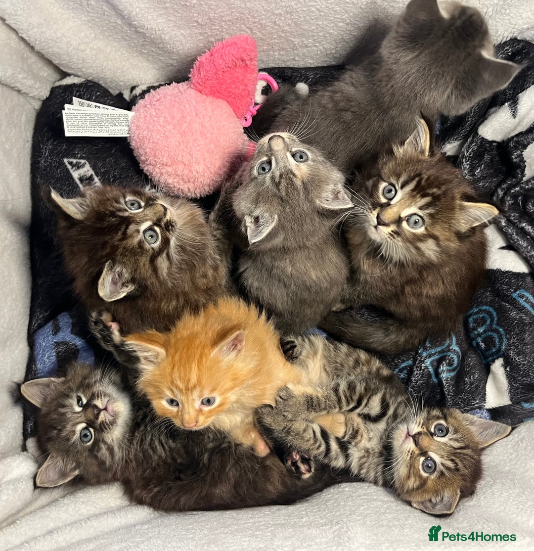 Maine Coon cats for sale: Stunning Half Maine coon kittens  - Image 1
