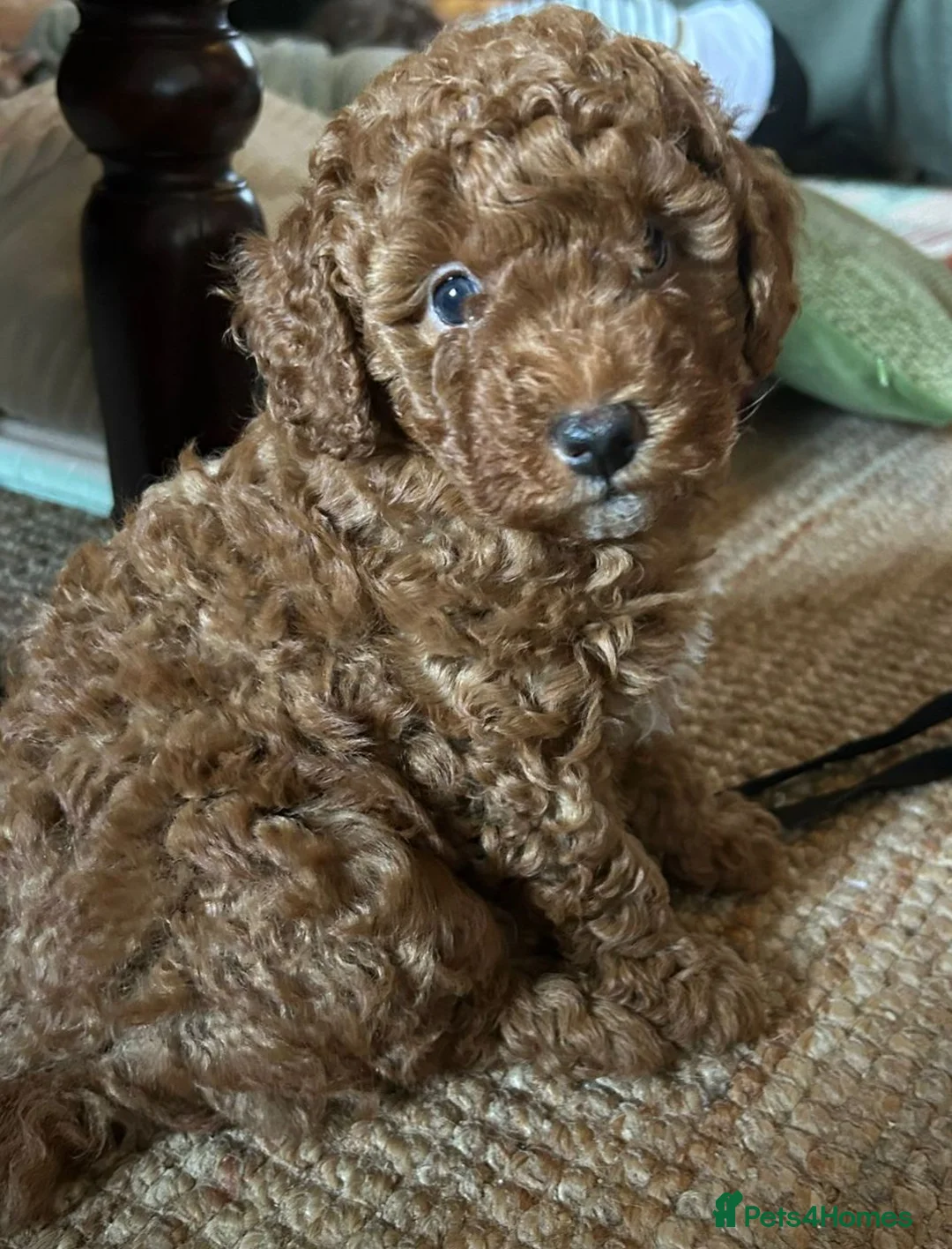Cavapoo dogs for sale: Cavapoo puppies ready to leave on Mother’s Day  - Advert 1
