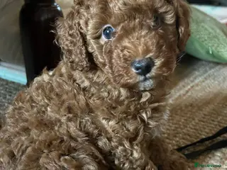 Cavapoo dogs Cavapoo puppies ready to leave on Mother’s Day - Advert 20