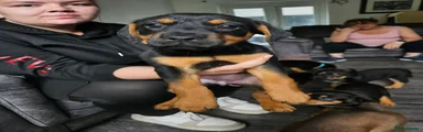 Mixed Breed 4