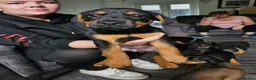Mixed Breed dogs for sale: 4 beautiful female puppies left in Huddersfield - Advert 5