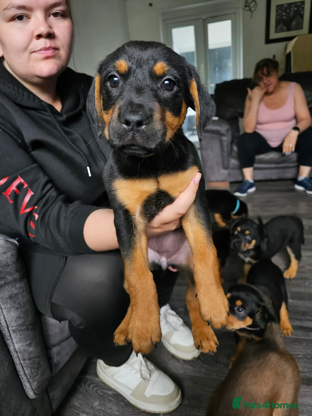 Mixed Breed dogs for sale: 4 beautiful female puppies left in Huddersfield - Advert 5