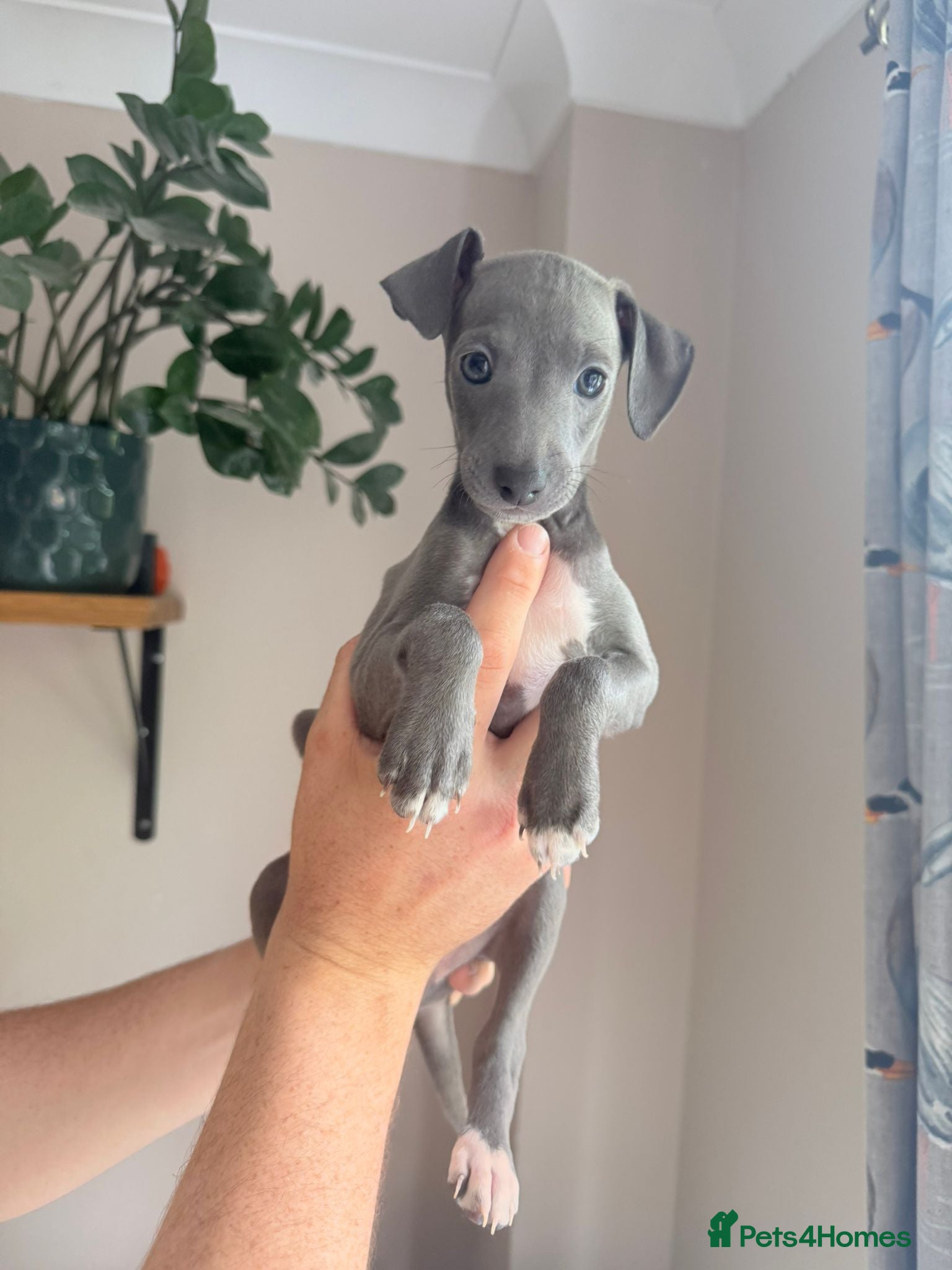 Italian Greyhound dogs Last 3 Stunning KC Italian Greyhound Puppies  - Advert 7
